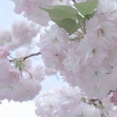 Furry插画素材合集福瑞群